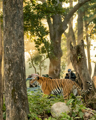 Wild Female bengal Tiger or tigress walking in forest in front of safari vehicles tourists wildlife photographers and nature lovers at jim corbett national park Uttarakhand India
