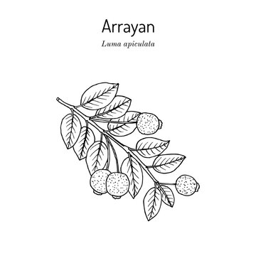 Arrayan or Chilean myrtle (Luma apiculata), edible and medicinal plant