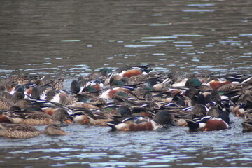 Fototapeta premium ハシビロカモ、Northern Shoveler 