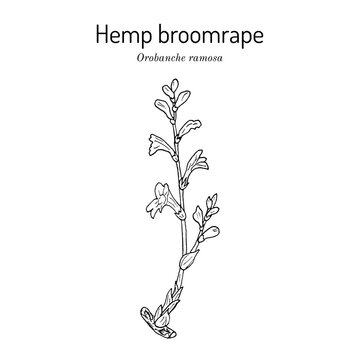 Hemp broomrape (Orobanche ramosa), medicinal plant