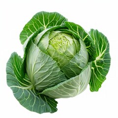 Obraz premium cabbage isolated on white background, clipping path, full depth of field