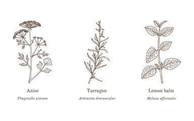 Collection of edible and medicinal plants