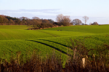 Fototapeta premium Tractor tracks at the green winter field almost looks like spring