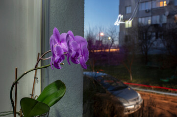 Indoor pink flower Orchid in a pot stands on the windowsill near the window. Pink flower and leaves...
