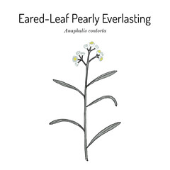Eared-leaf pearly everlasting (Anaphalis contorta), medicinal plant