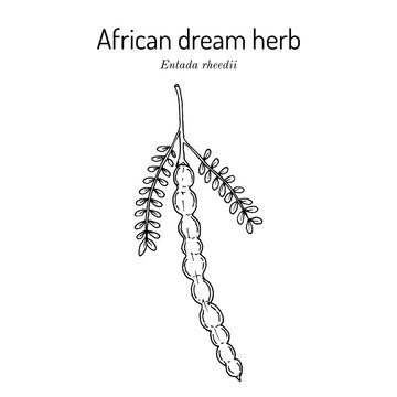 African dream herb or snuff box sea bean (Entada rheedii), edible and medicinal plant