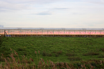 Fototapeta na wymiar Red and purple LED lights over crops as sustainable growth accelerator in greenhouses