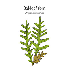 Oakleaf fern (Drynaria quercifolia), medicinal plant