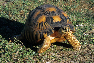 Tortue royonnée; testudo radiata; Madagascar