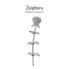 Ziziphora bungeana honey and medicinal plant.