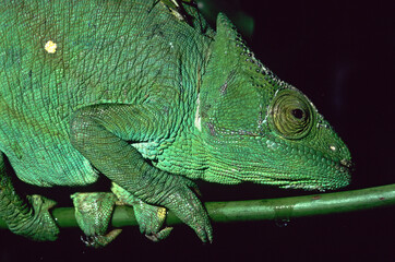 Caméléon de Parson; femelle; chamaelus parsonii; Madagascar