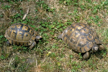 Tortue d'Hermann; testudo hermanni
