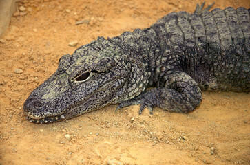 Crocodile nain d'Afrique; osteoloemus tetraspis