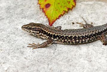 Lézard des murailles; podarcis muralis