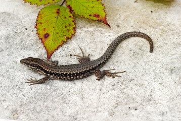 Lézard des murailles; podarcis muralis
