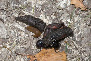 Renard, crottes; vulpes vupes; Limace des jardins, Arion hortensis,   géotrupe; geotrupes vernalis; limace; arion rufus
