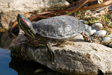 Tortue de Floride; trachemys scripta elegans