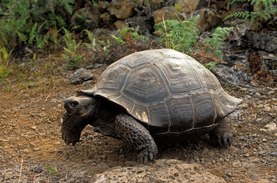 Tortue g&eacute;ante des Galapagos; testudo elephantopus; archipel des Galapagos