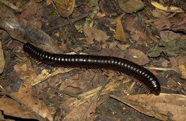 Mille pattes géant Africain, Archispirostreptus gigas, Madagascar