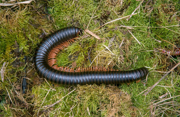 Mille pattes géant Africain, Archispirostreptus gigas, Madagascar