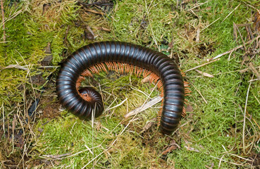 Mille pattes géant Africain, Archispirostreptus gigas, Madagascar