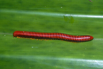 mille pattes de feu à pattes rouges, Aphistogoniulus corallipes, Madagascar