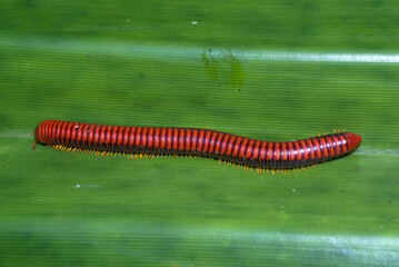 mille pattes de feu à pattes rouges, Aphistogoniulus corallipes, Madagascar