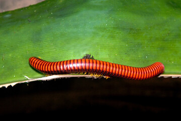 mille pattes de feu à pattes rouges, Aphistogoniulus corallipes, Madagascar