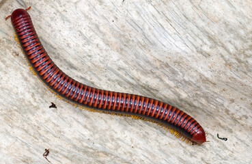 mille pattes de feu à pattes rouges, Aphistogoniulus corallipes, Madagascar