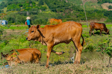 Grazing cows.
The surroundings of Nha Trang city in Vietnam. Pastures for walking cows.