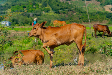 Grazing cows.
The surroundings of Nha Trang city in Vietnam. Pastures for walking cows.