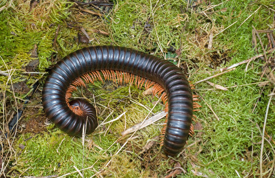 Mille pattes g&eacute;ant Africain, Archispirostreptus gigas, Madagascar