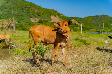 Naklejka na ściany i meble Grazing cows. The surroundings of Nha Trang city in Vietnam. Pastures for walking cows.