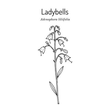 Ladybells or Lilyleaf (Adenophora liliifolia), ornamental plant