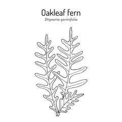 Oakleaf fern (Drynaria quercifolia), medicinal plant