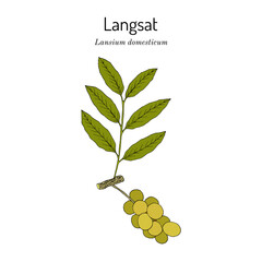 Fototapeta na wymiar Langsat (Lansium domesticum), edible and medicinal plant