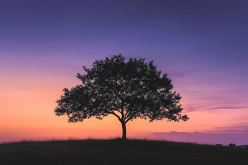 Silhouette of a tree on large flat land, vibrant sunset sky