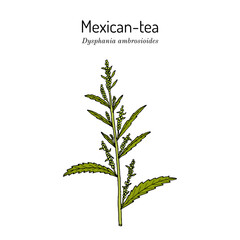 Mexican tea, or Epazote (Dysphania ambrosioides), culinary and medicinal plant