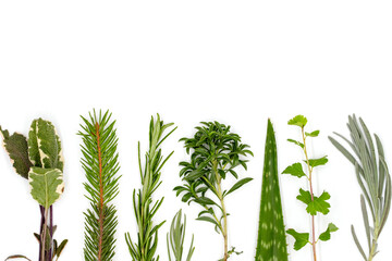 Collection of medicinal plants  mint, rosemary, lavender, aloe, sage, thyme, spruce and parsley,...