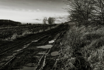 dirt road with puddles in the field