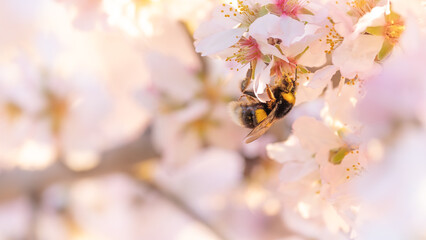 Abejorro polinizando las flores de cerezo
