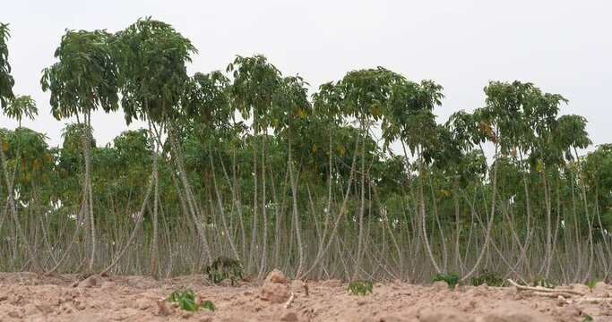 Cassava is growing, cassava and renewable energy crops