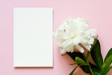 Mockup blank paper greeting card with white peony flower on pink background. Flat lay. Flower composition