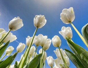 colorful pastel tulips on the blue sky on the sunny spring day. fresh flowers concept