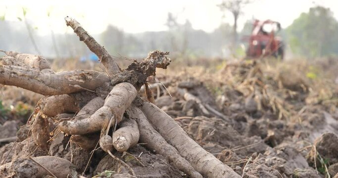 Harvesting cassava, cassava roots in the field