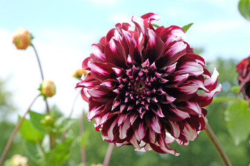 Maroon red with white tips decorative dinnerplate Dahlia 'TartanÕ in flower © Alexandra