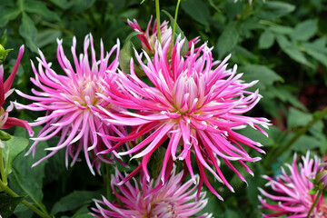 Striking pink cactus dahlia 'Hollyhill Spiderwoman' in flower. © Alexandra