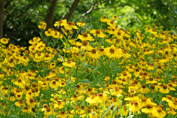 Fototapeta premium Yellow Helenium sneezeweed 'Riverton Beauty' in flower.