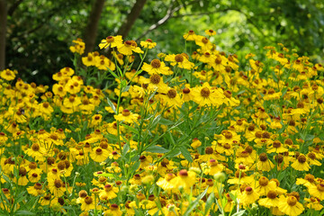 Yellow Helenium sneezeweed 'Riverton Beauty' in flower.
