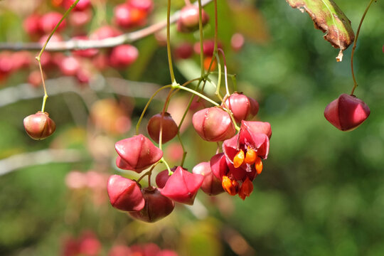 The red fruit of the Euonymus planipes, or a spindle tree.